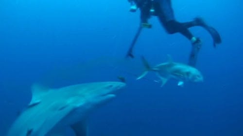 Shark Attacks
