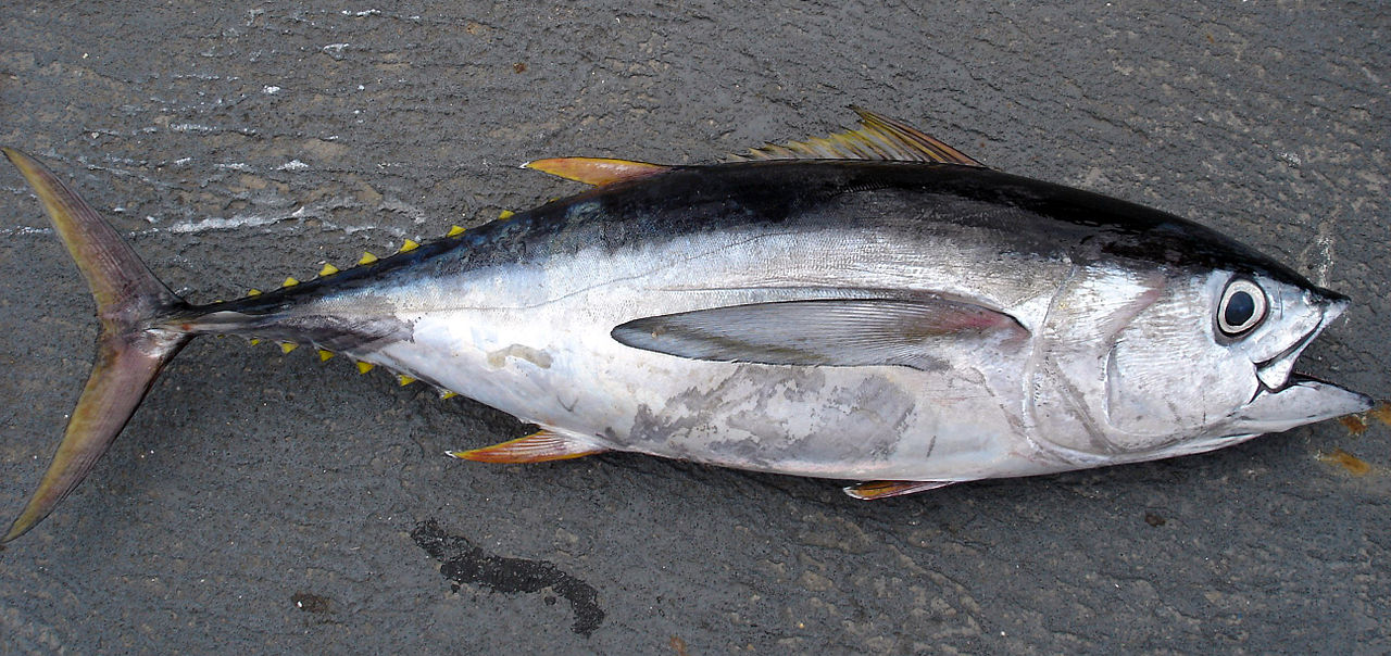 Saltwater Fishing Records