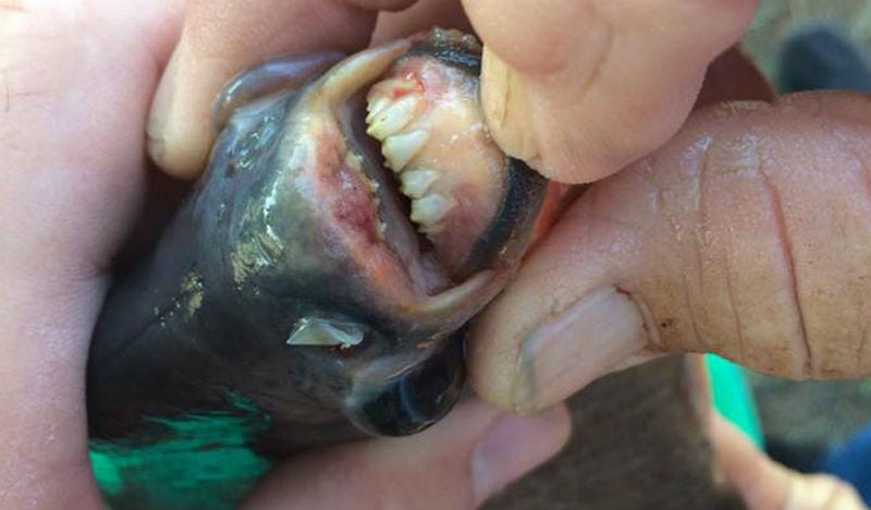 piranha
