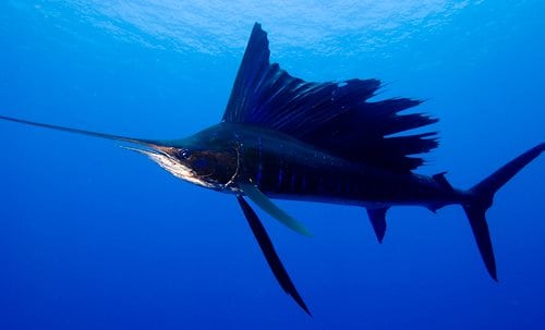 Saltwater Fishing Records