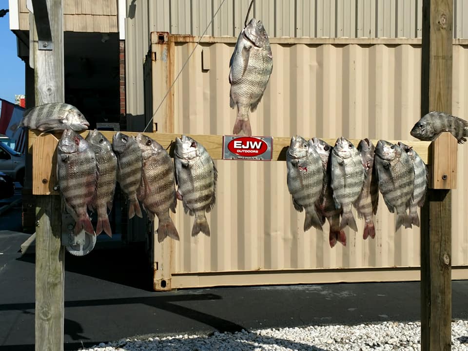 Saltwater Fishing Records