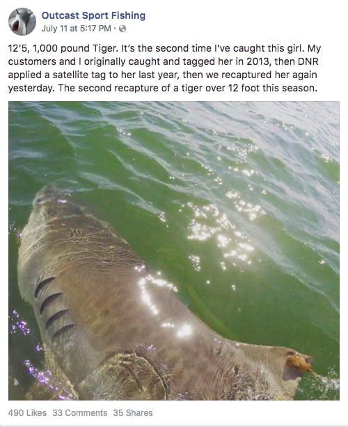 tiger shark