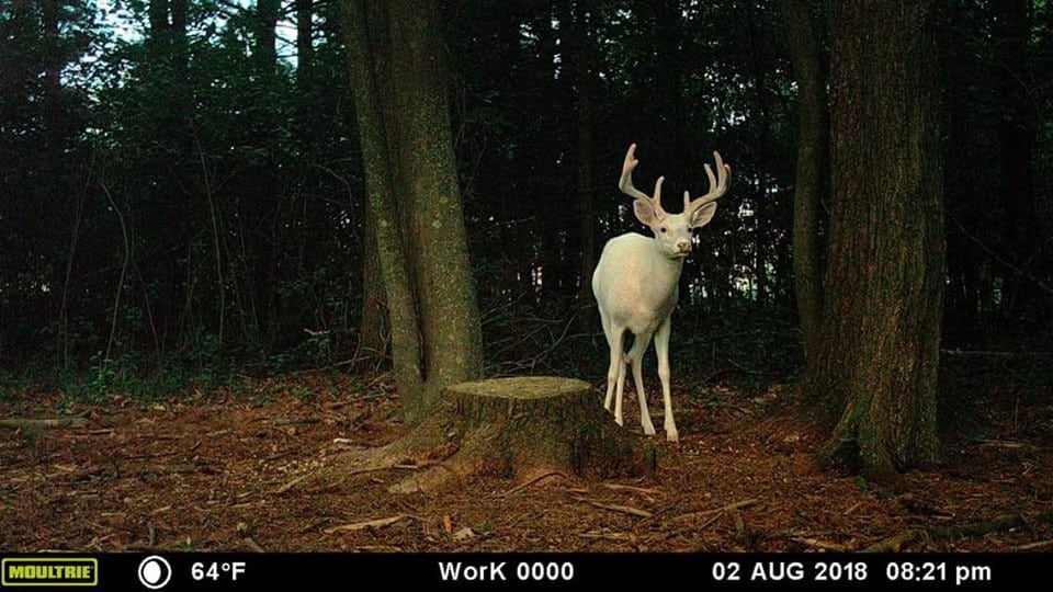 Trail Cam Tuesday