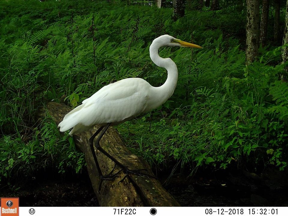 Trail Cam Tuesday