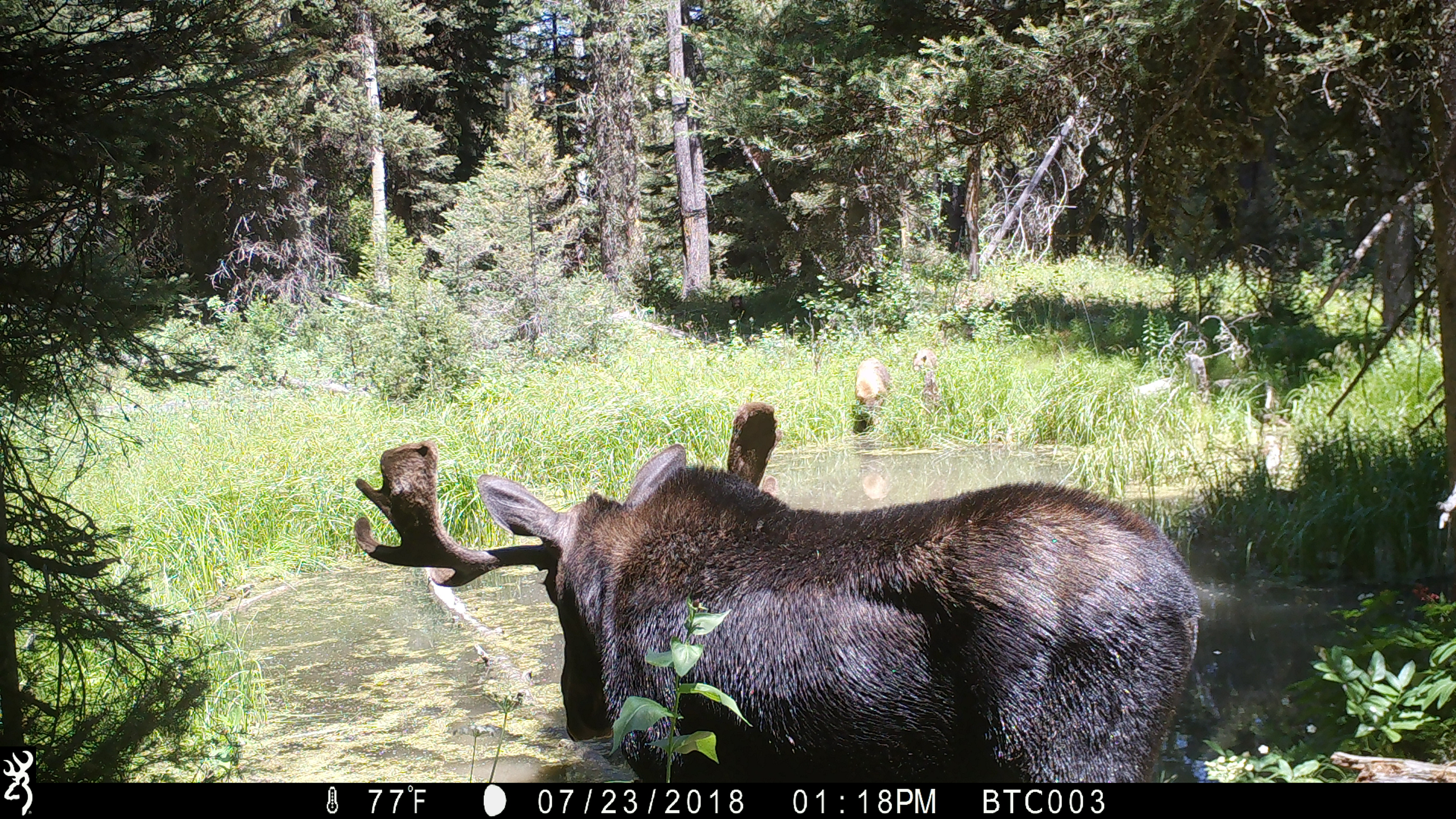 Trail Cam Tuesday