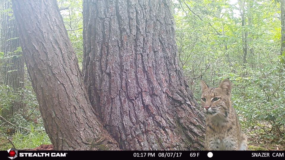 Trail Cam Tuesday