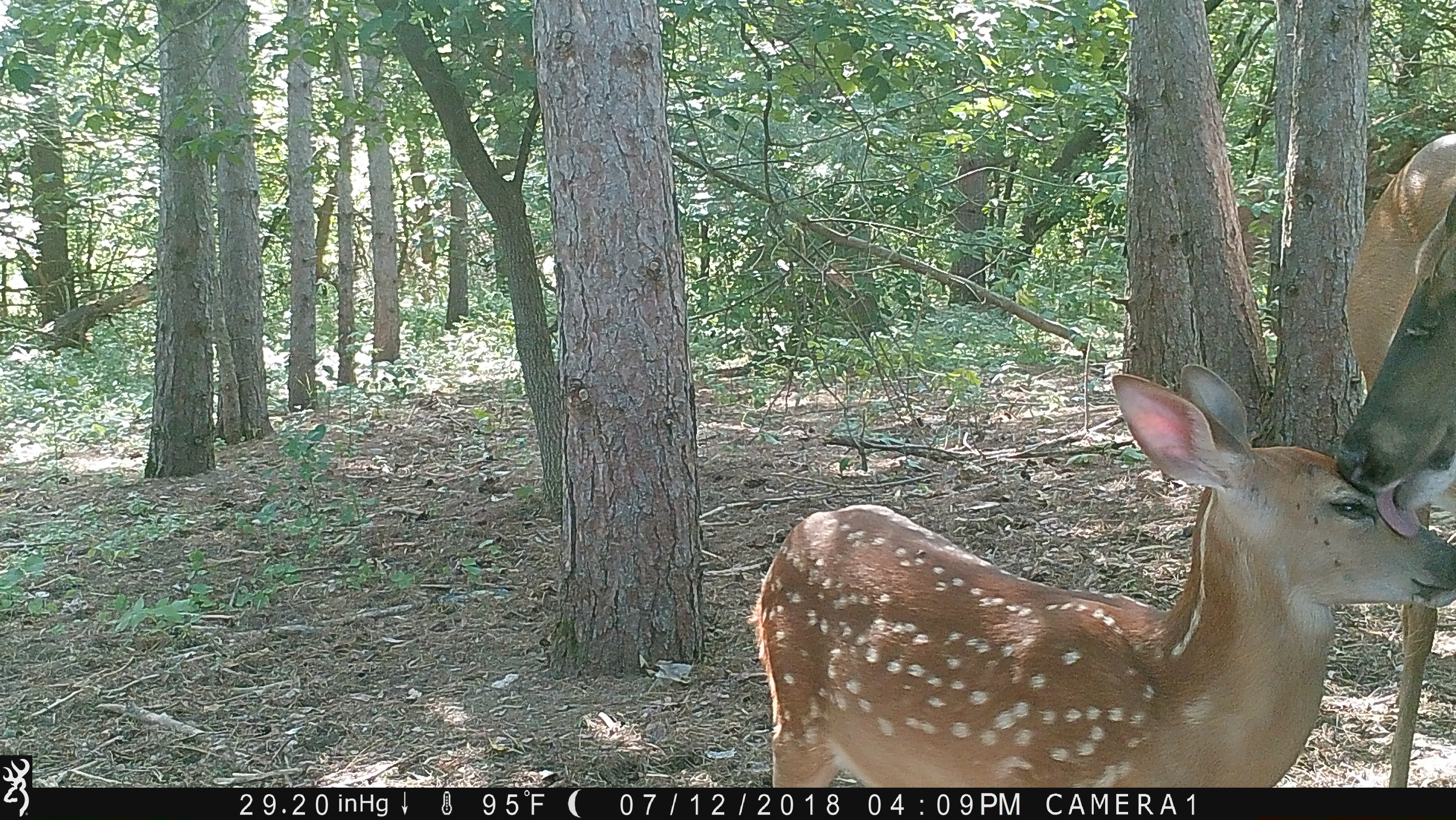 Trail Camera