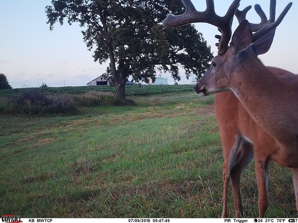 Trail Camera