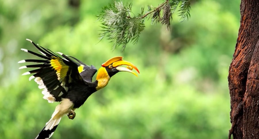 odd animal behavior