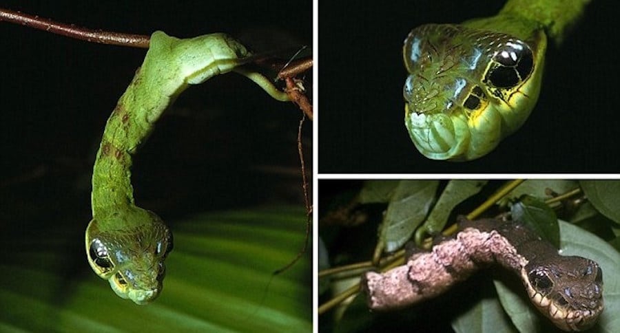 odd animal behavior