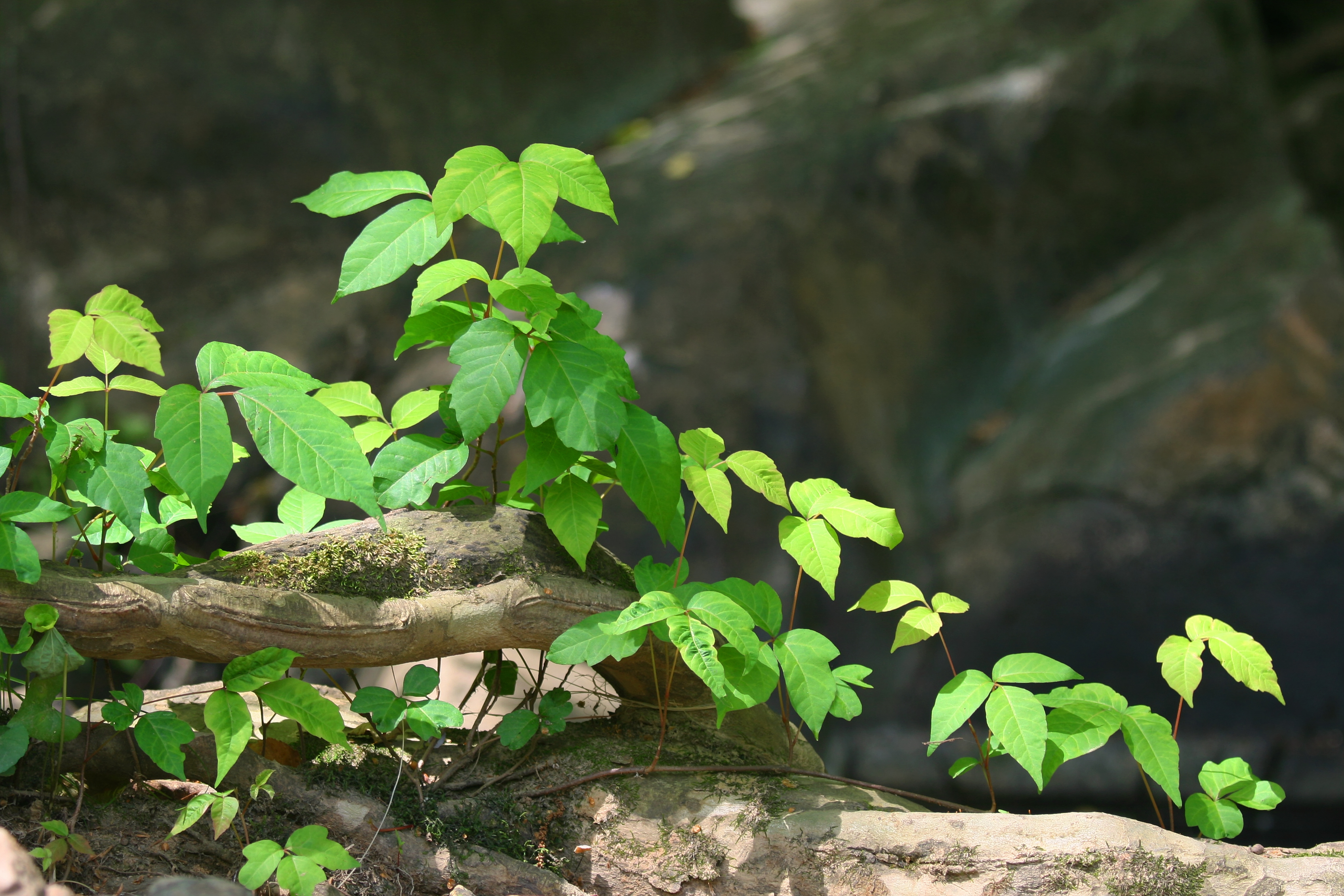 poison ivy