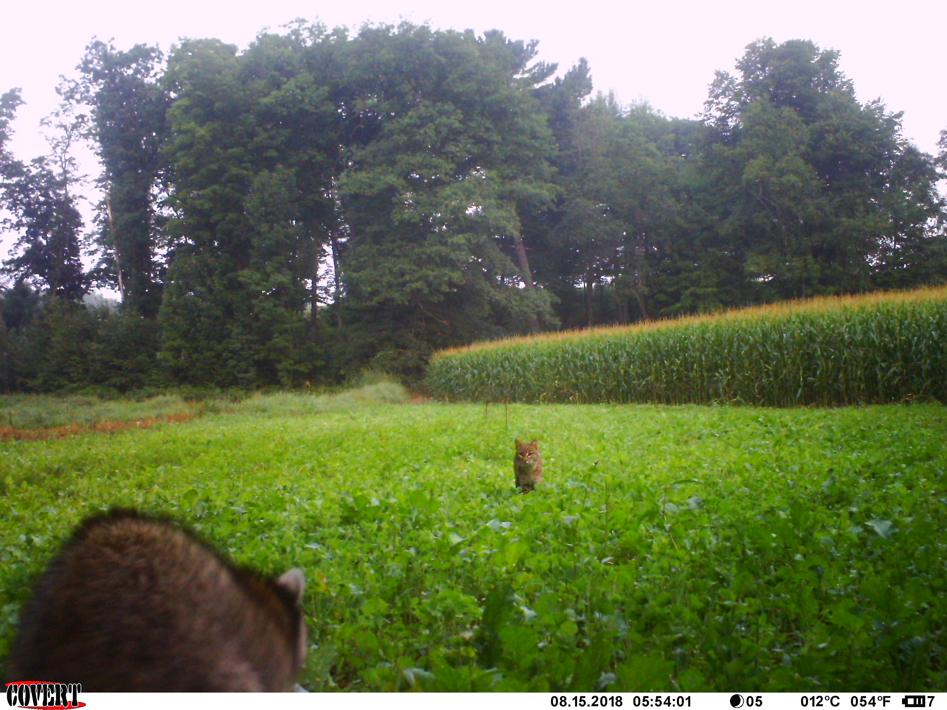 Trail Cam Tuesday