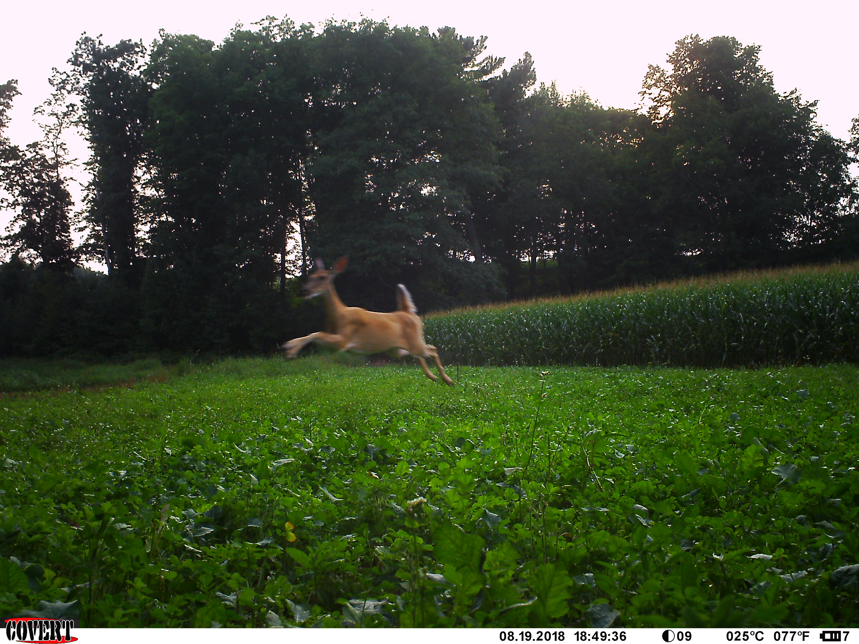 Trail Cam Tuesday