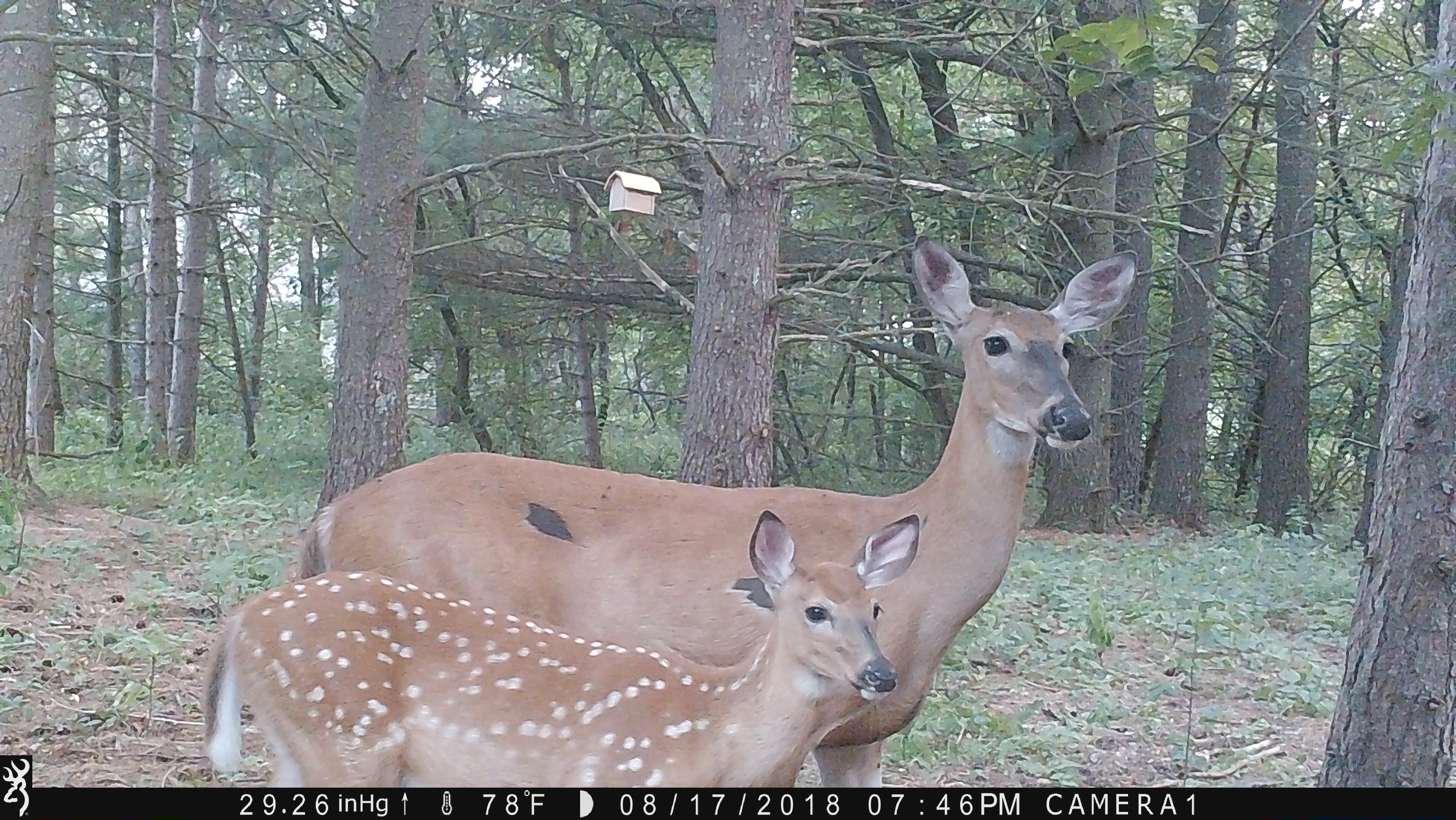 Trail Cam Tuesday