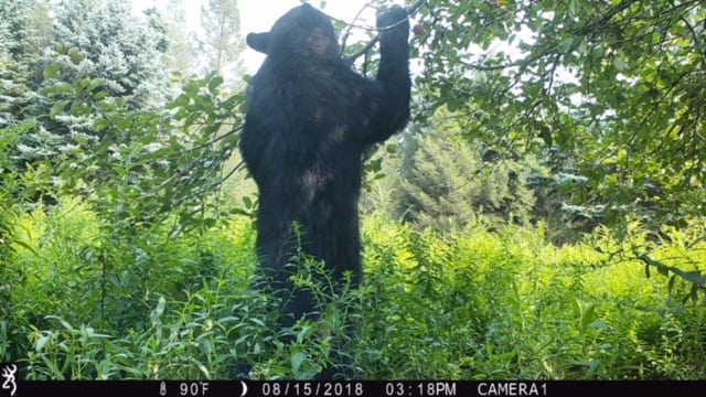 Trail Cam Tuesday