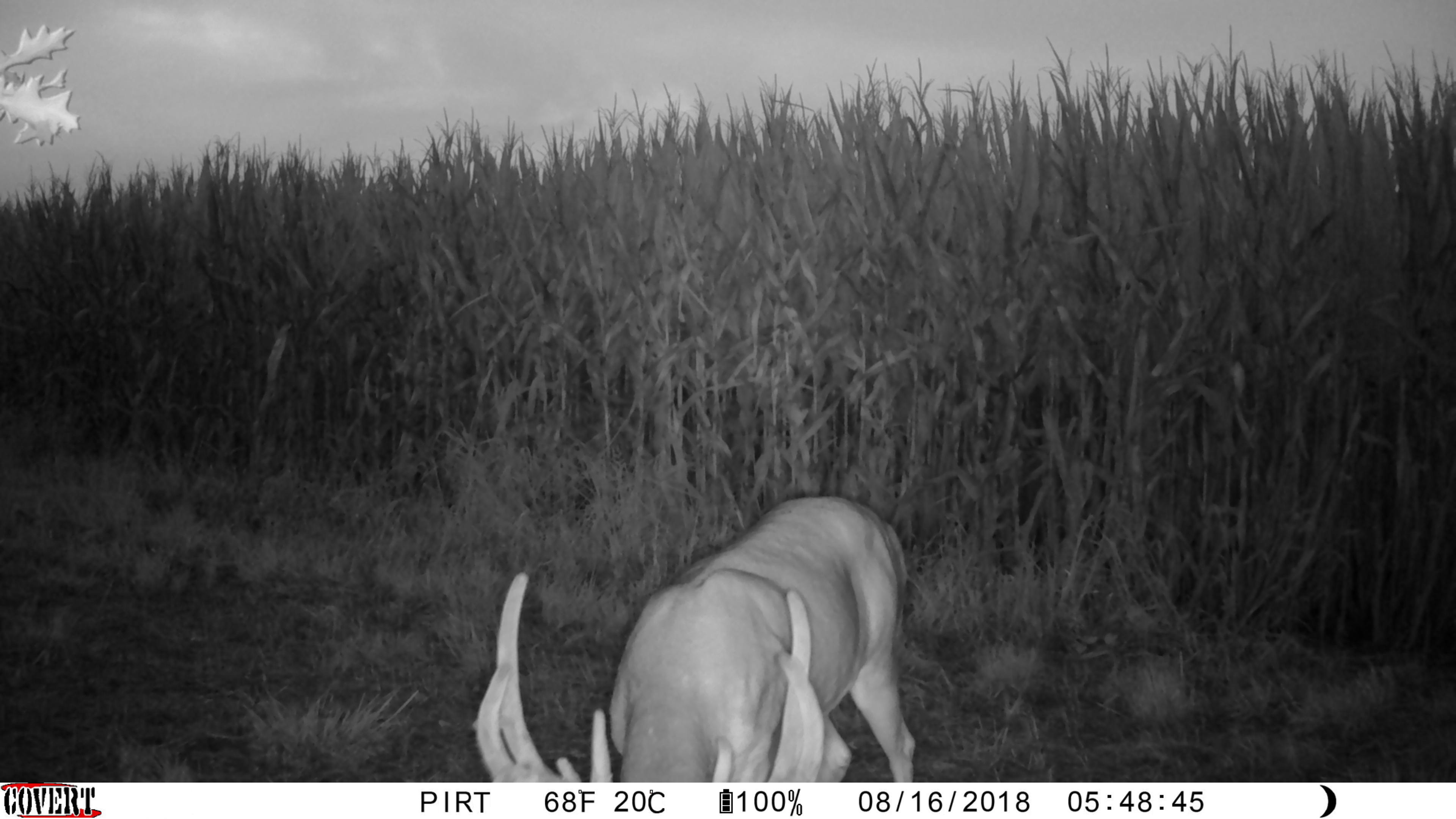 Covert Ice Camera