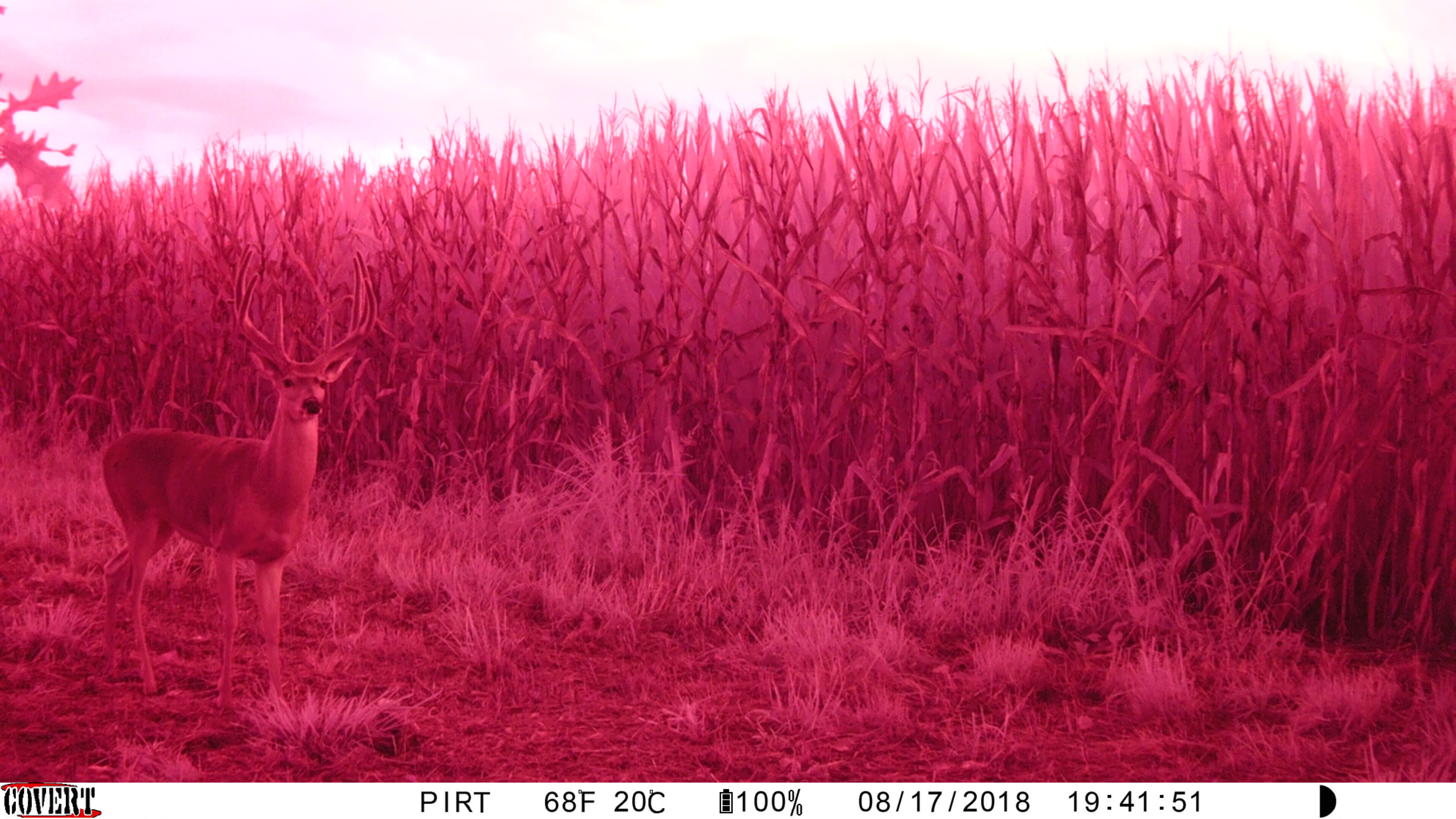 Covert Ice Camera