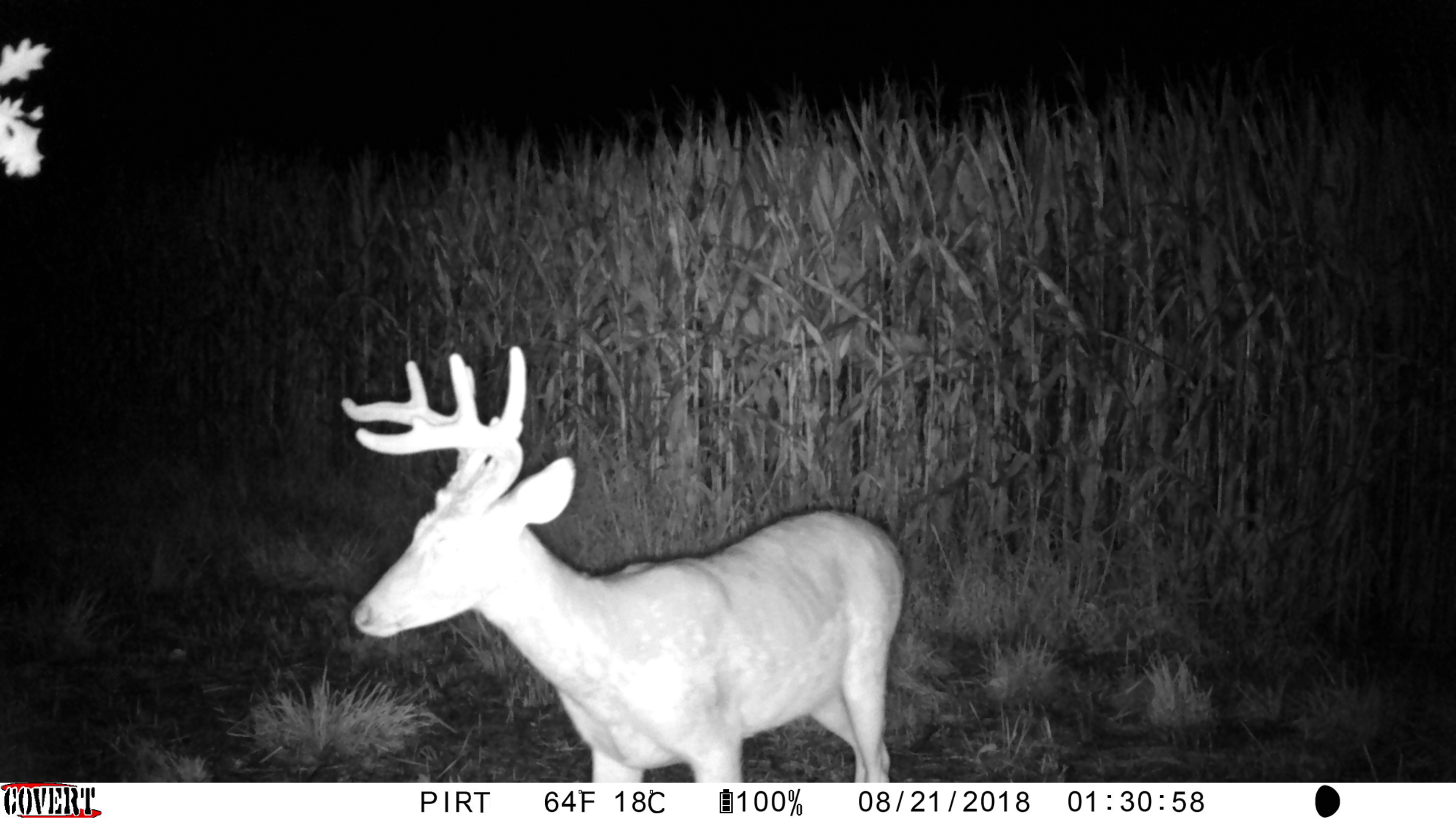 Covert Ice Camera