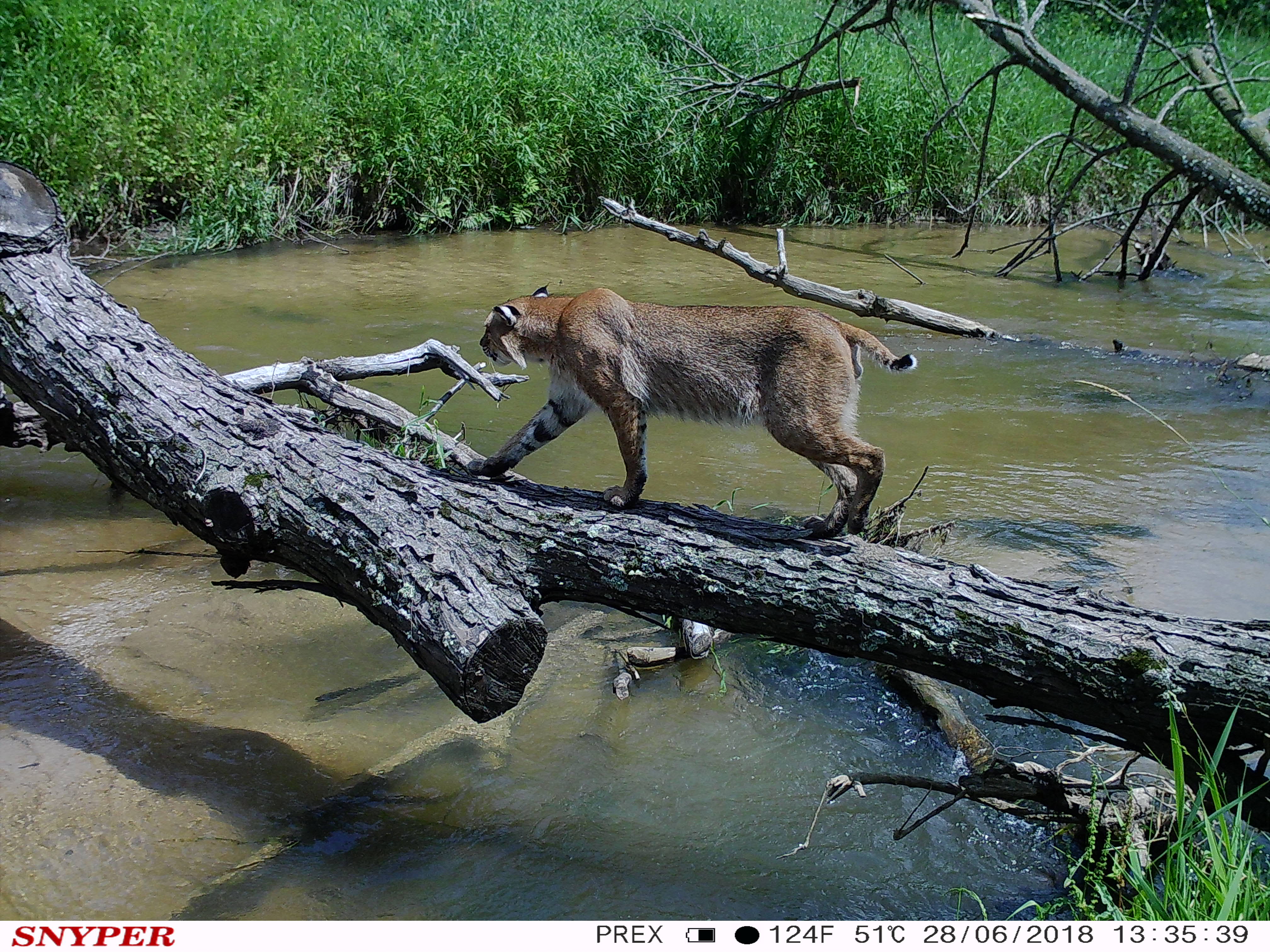 Trail Cam Tuesday