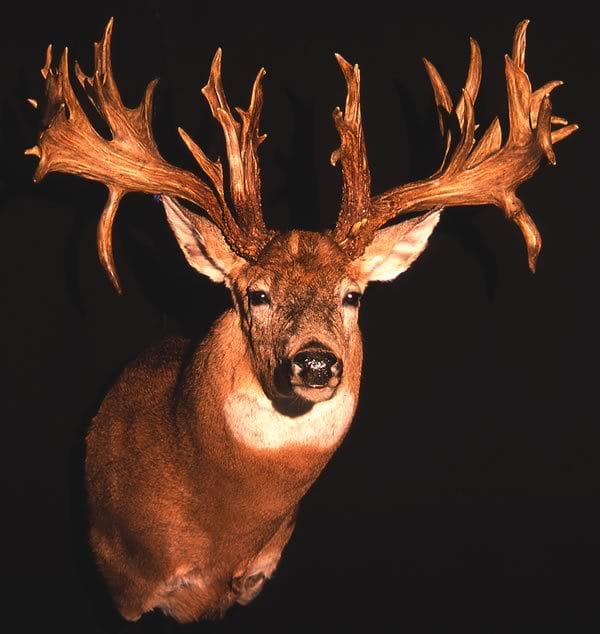 State Record Bucks