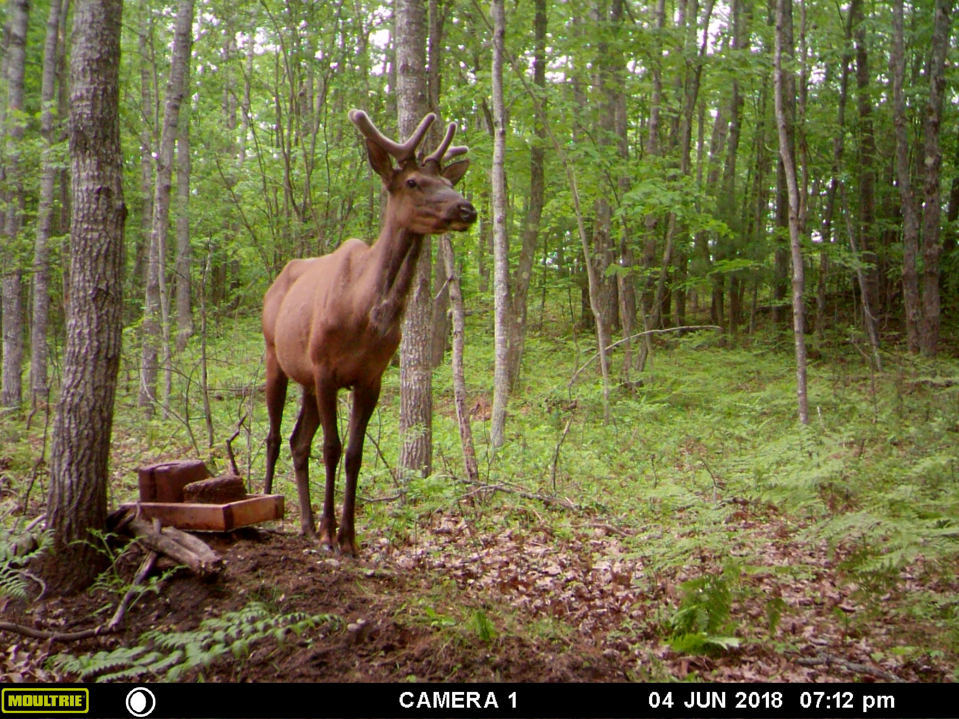 Trail Cam Tuesday