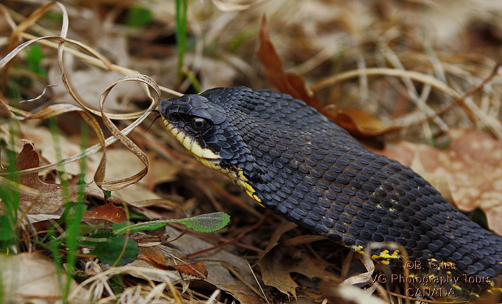 Michigan Snakes