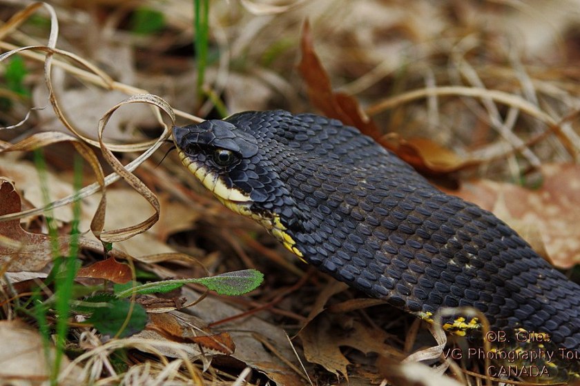 Michigan Snakes