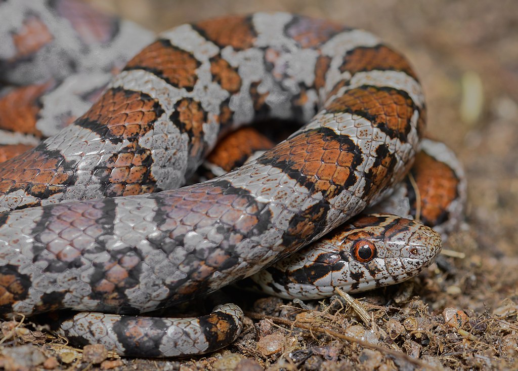 Michigan Snakes