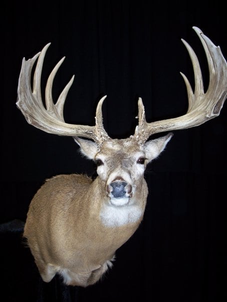 Wide Racked Bucks