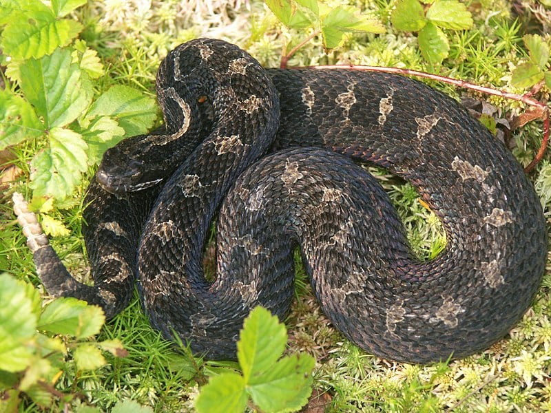 Michigan Snakes