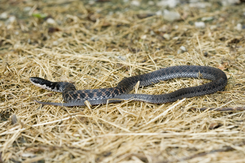 Michigan Snakes