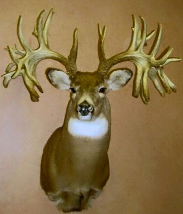 State Record Bucks