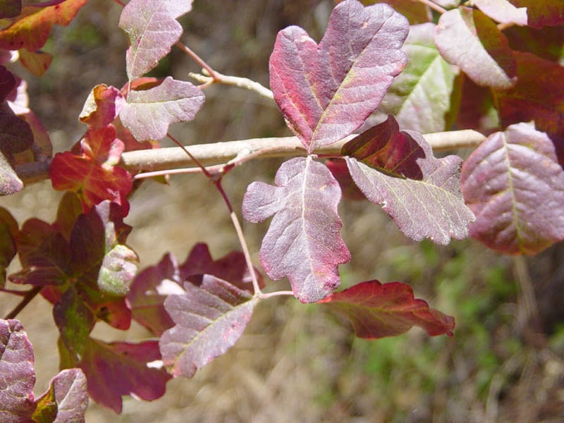 Dangerous North American Plants