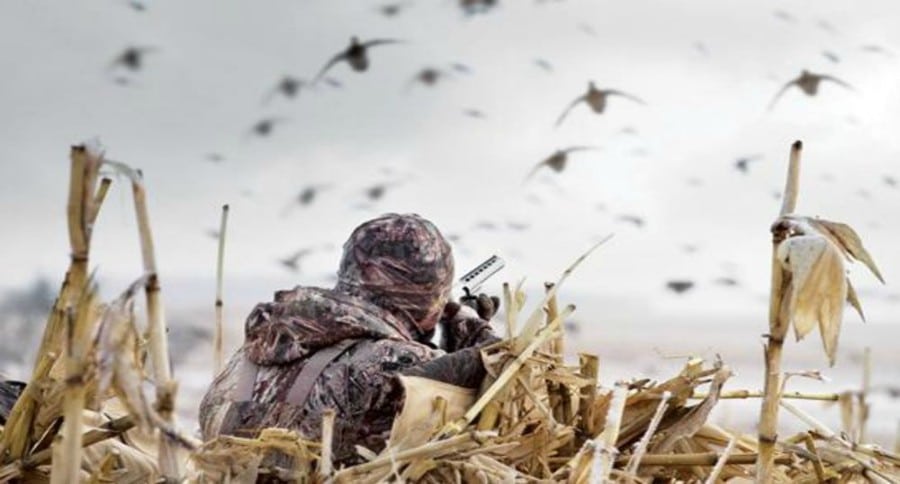 waterfowl