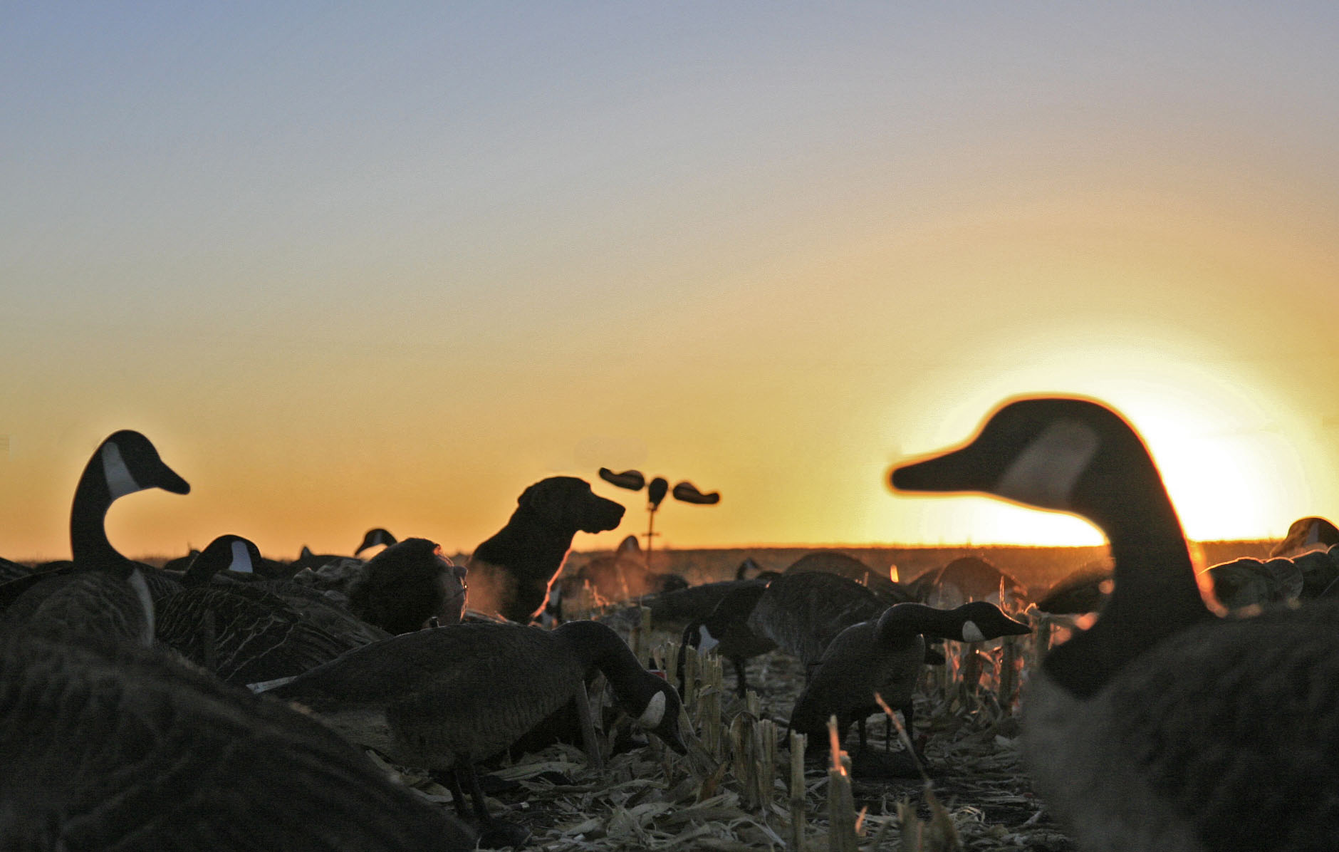 waterfowl