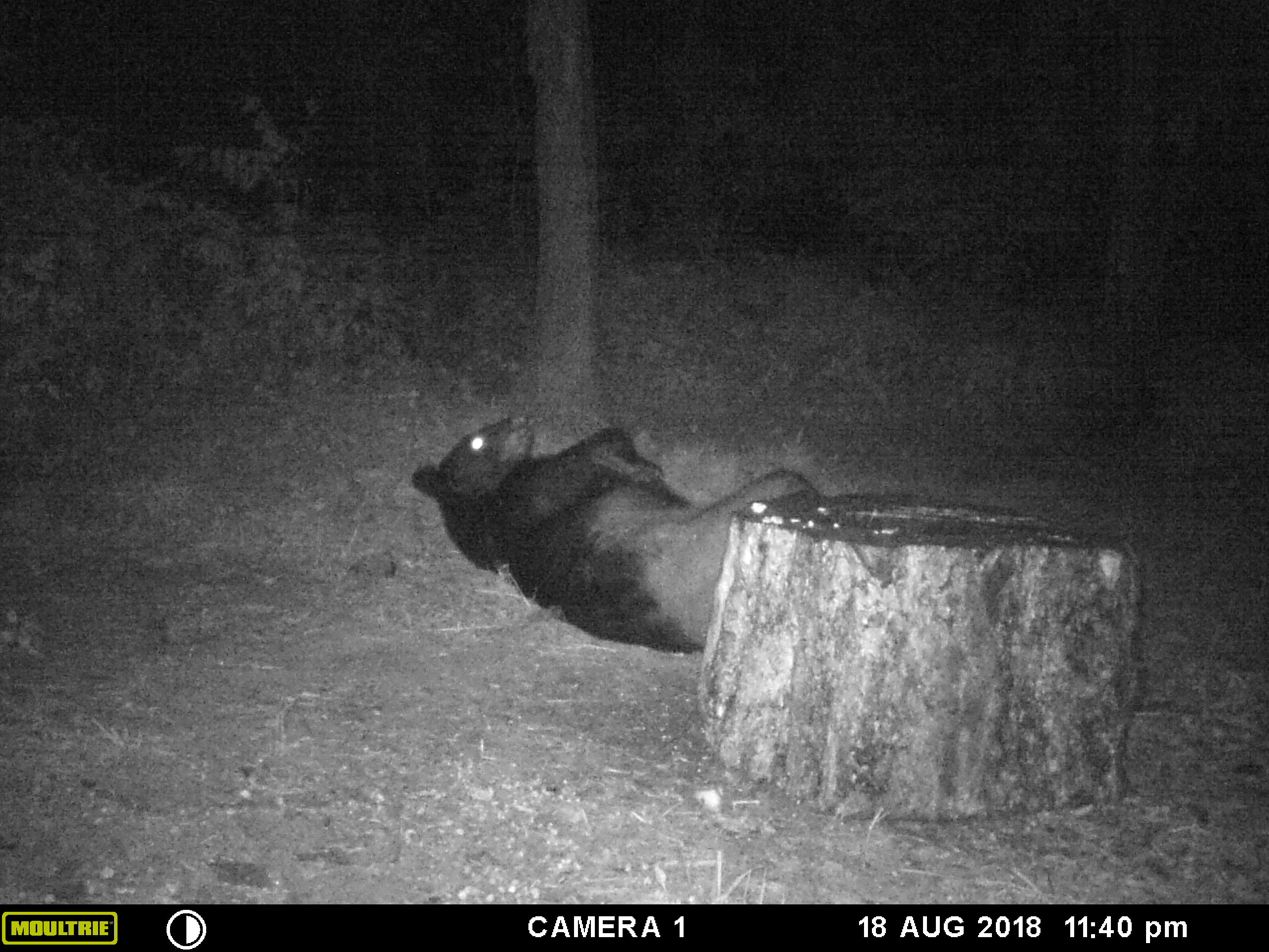 Trail Cam Tuesday