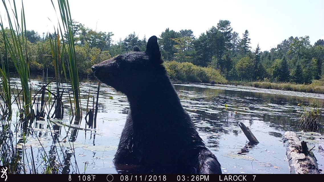 Trail Cam Tuesday