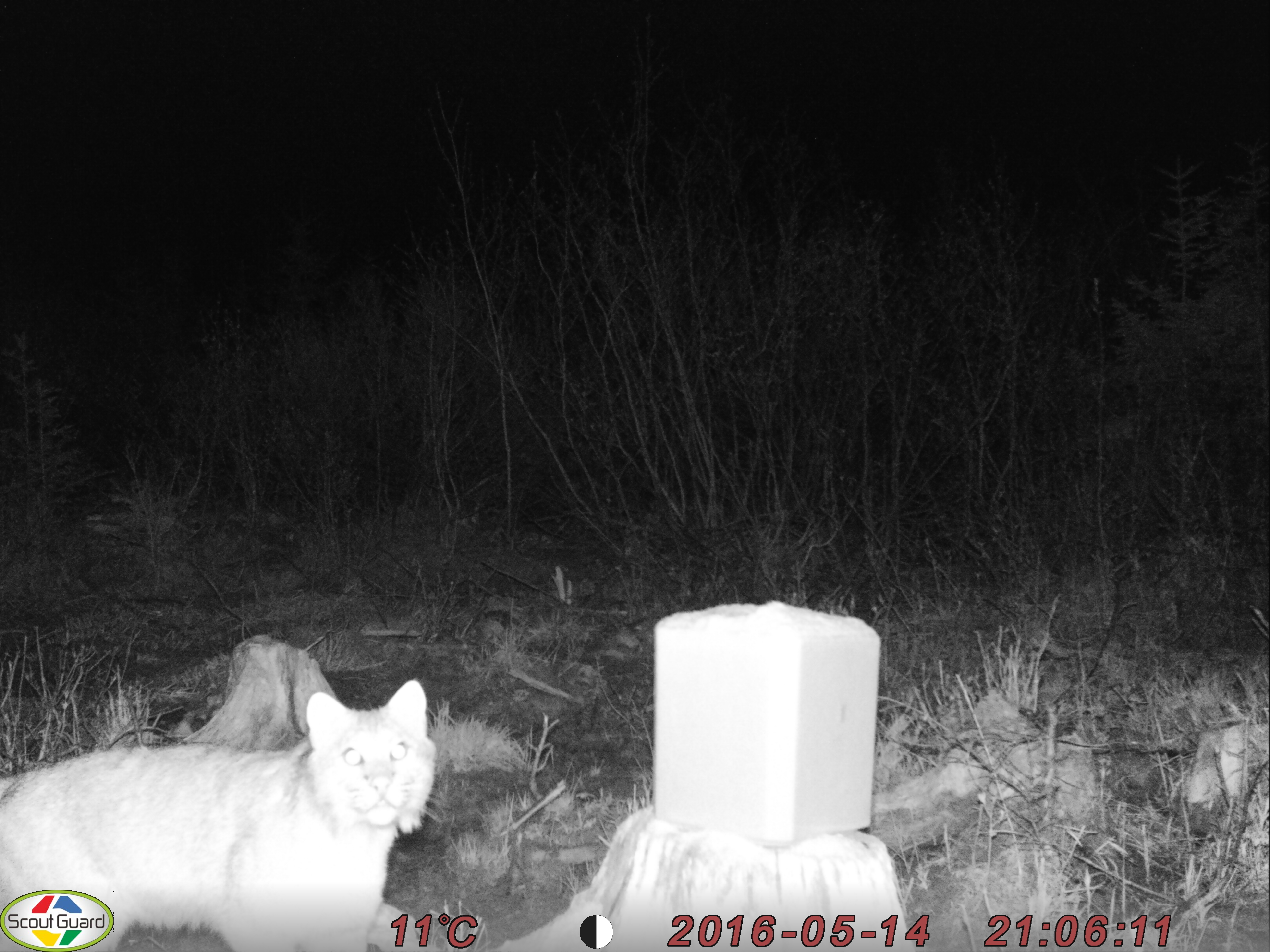Trail Cam Tuesday