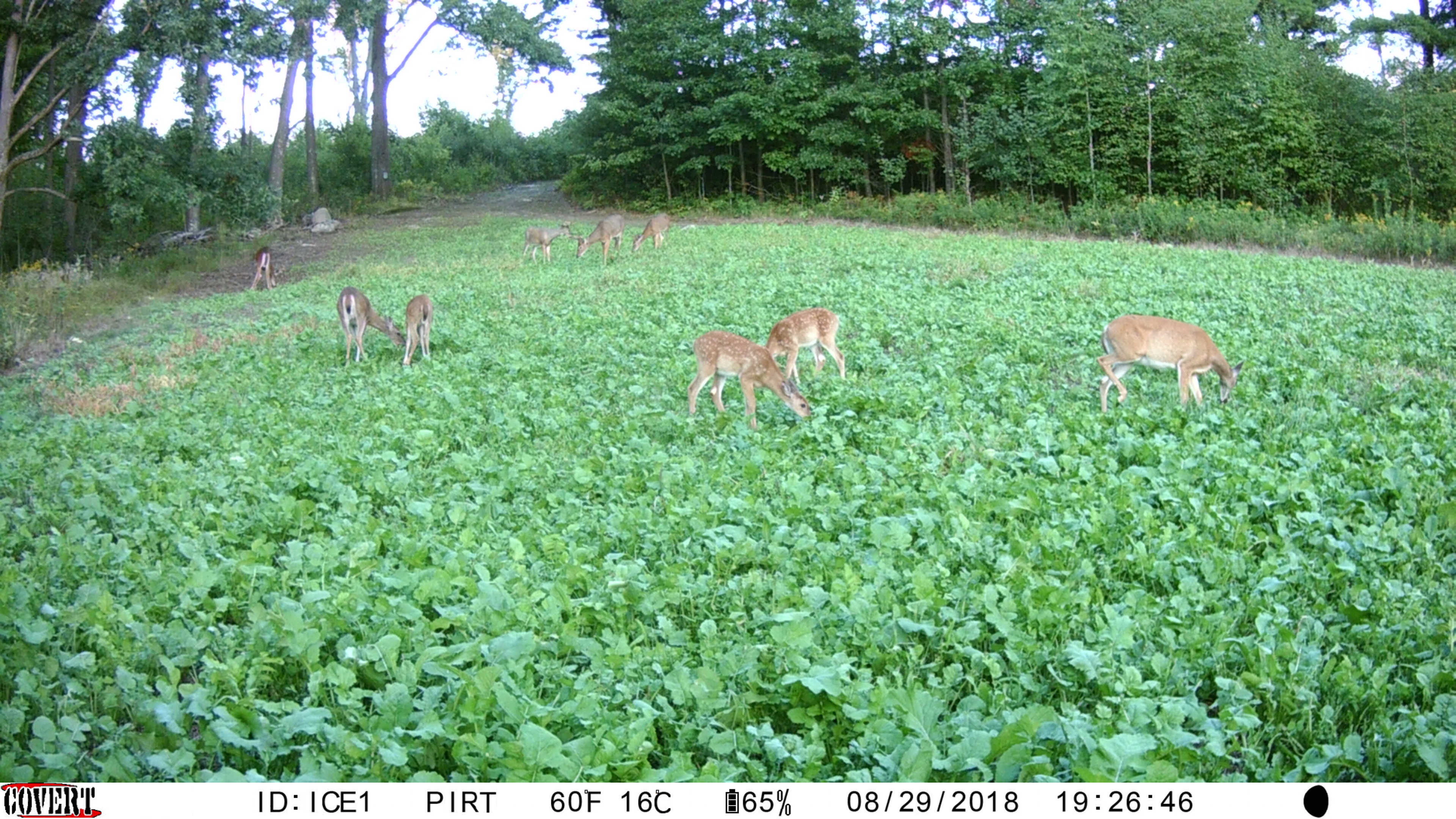 Trail Cam Tuesday