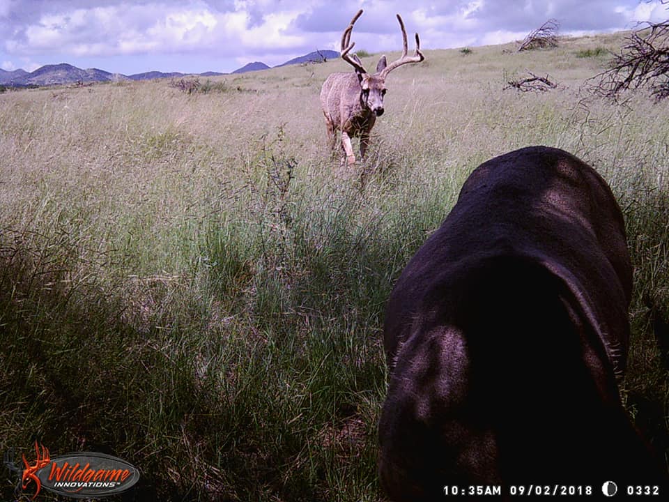 Trail Cam Tuesday
