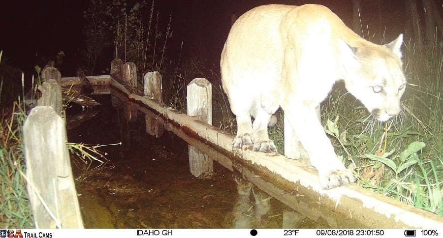Trail Cam Tuesday