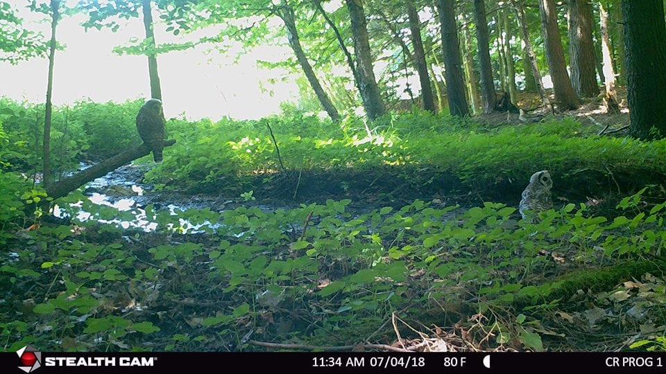 Trail Cam Tuesday