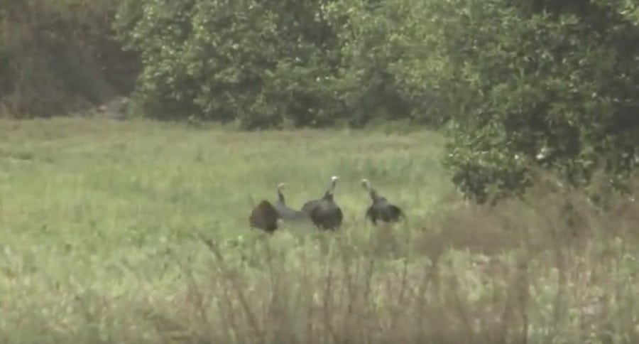 Can You Guess What Interrupts This Florida Turkey Fight