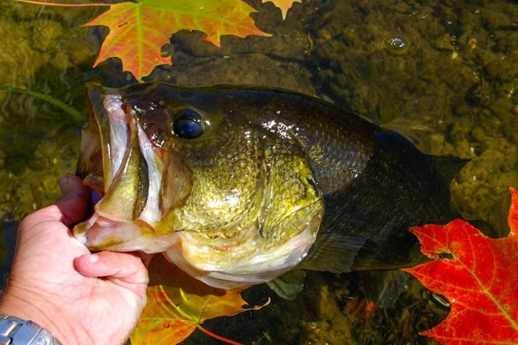 fall bass