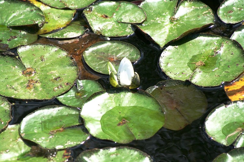 fish bass in cover