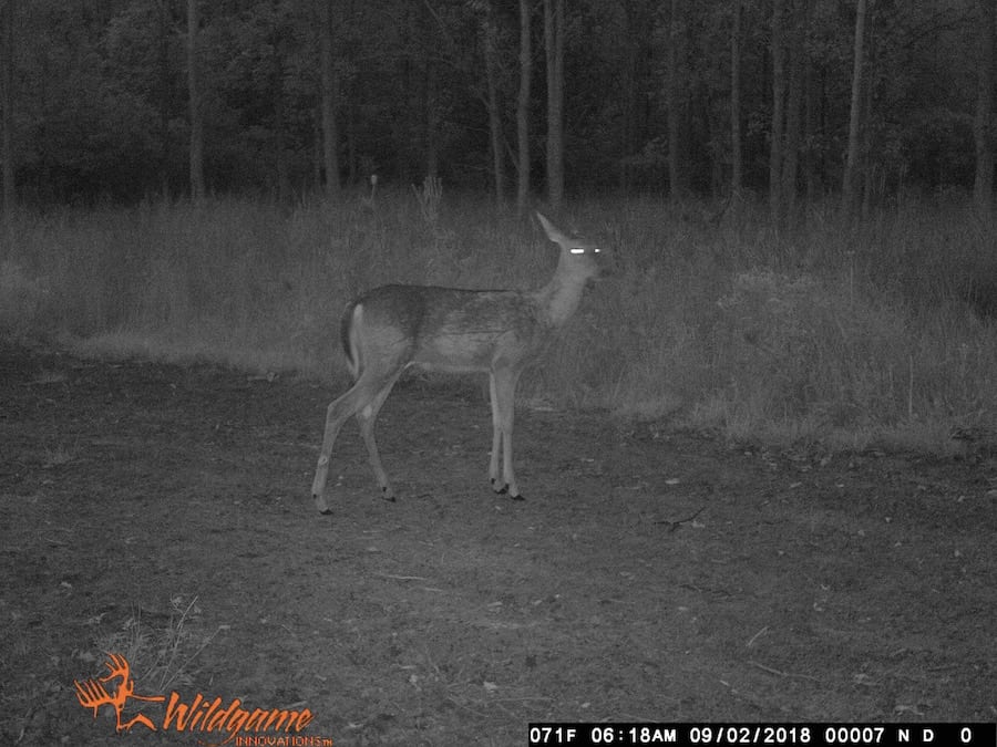 does human urine affect deer movement
