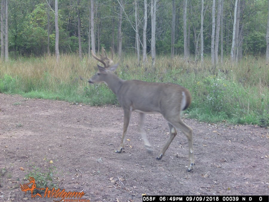 does human urine affect deer movement