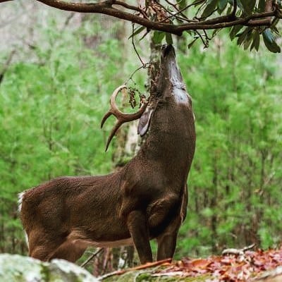Deer Hunters