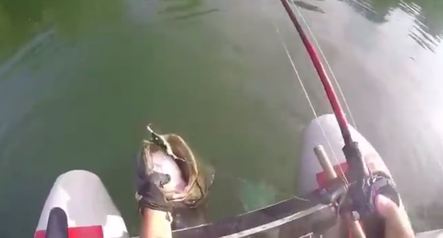 drag screaming catfish