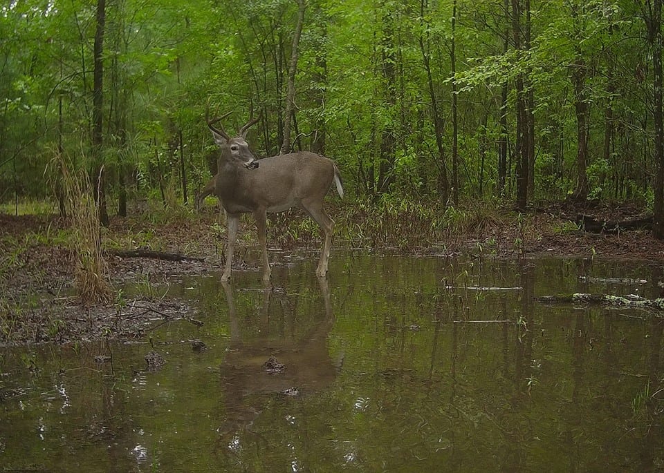 Trail Cam Tuesday